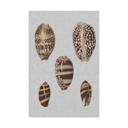 Trademark Fine Art Denis Diderot 'Shell Display Ii' Canvas Art, 16x24 WAG07791-C1624GG